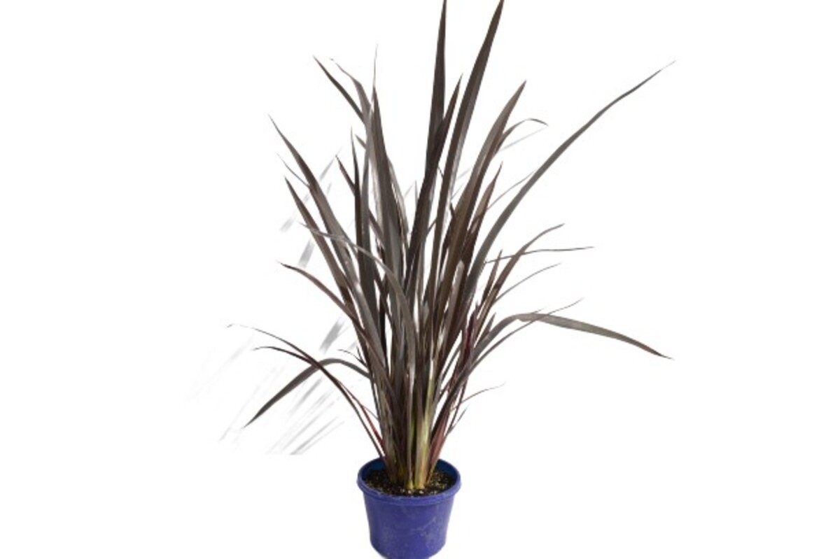 Phormium - Black Rage 150mm Pot (VN)