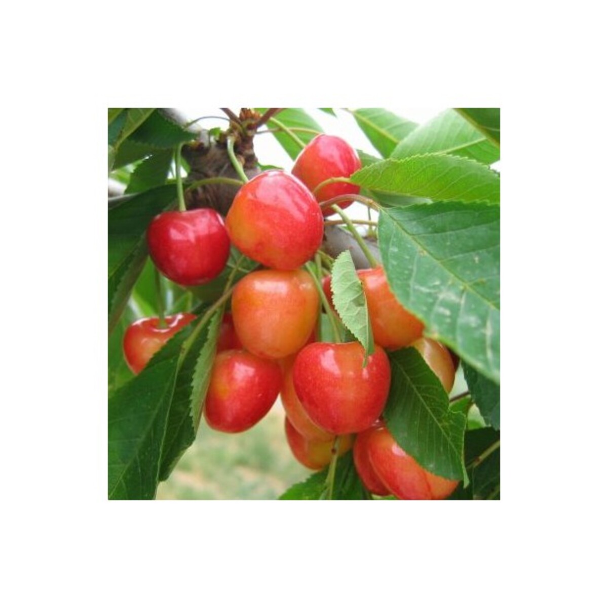 Cherry - Napoleon - 230mm Bagged