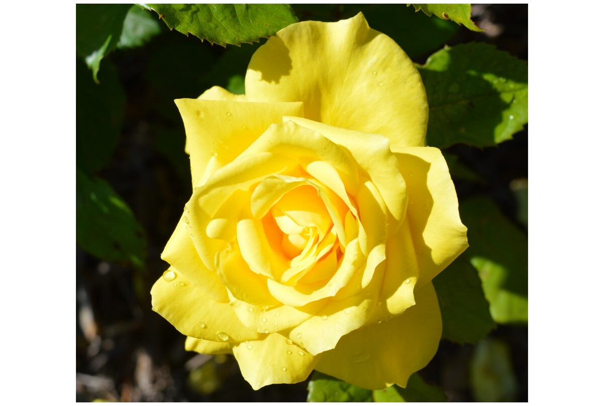 Rose 2ft Patio - Friesia 250mm Pot (VN)