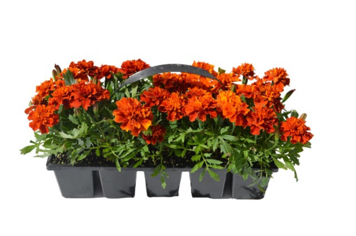 Marigold - Fireball 10 Pack