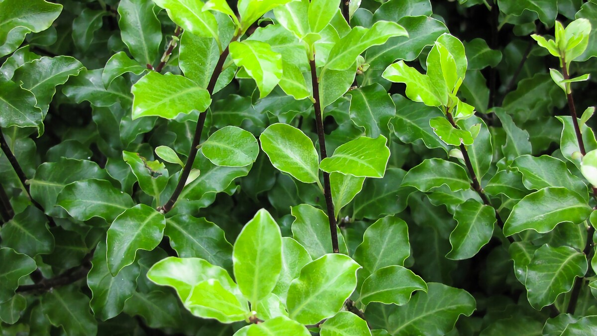 Pittosporum - Tasman Ruffles 150mm Pot (VN)