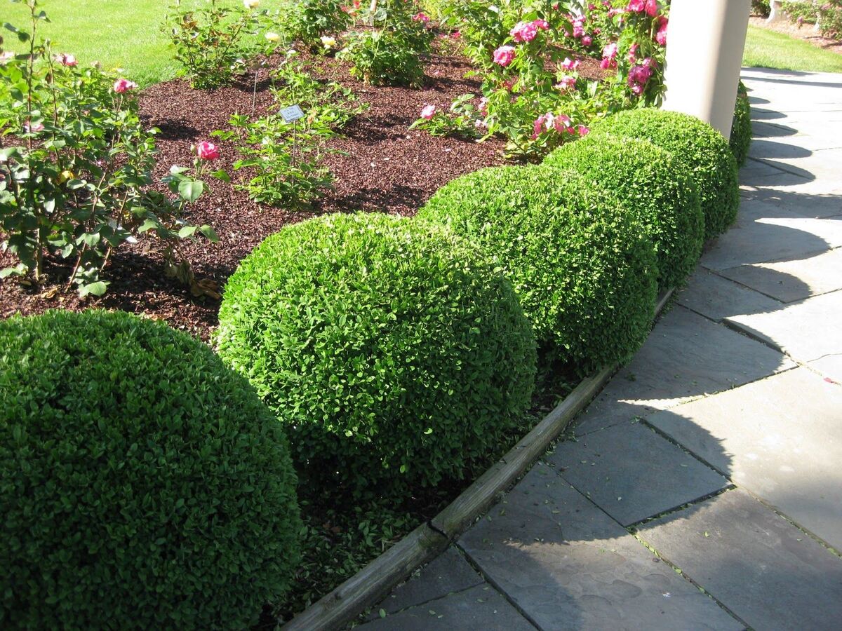 Buxus Japonica - Japanese Box 150mm Pot