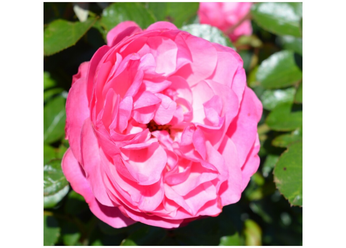 Rose 2ft Patio - Leonardo Da Vinci (PBR) 250mm Pot (VN)