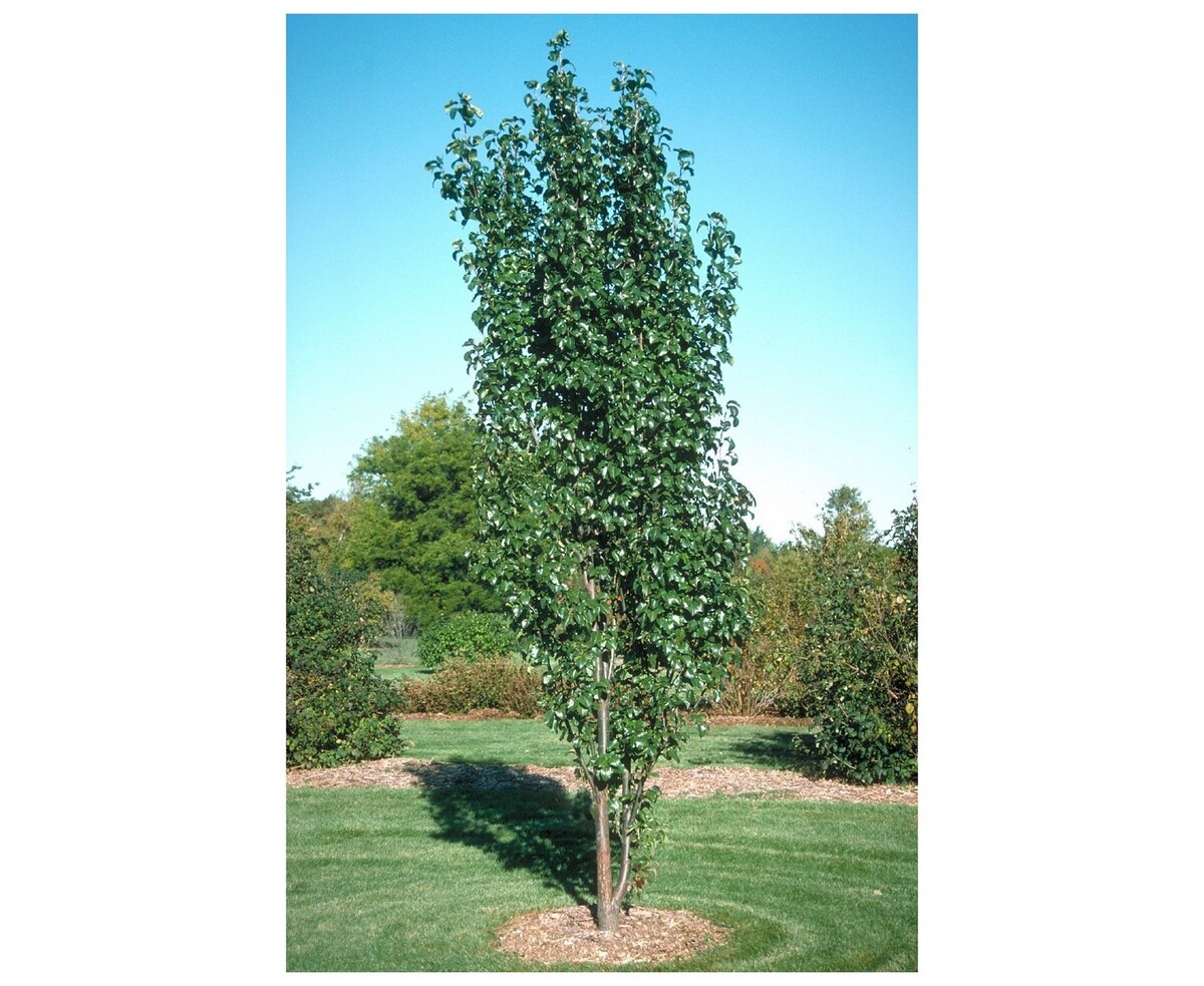 Pyrus - Capital Pear 200mm Pot