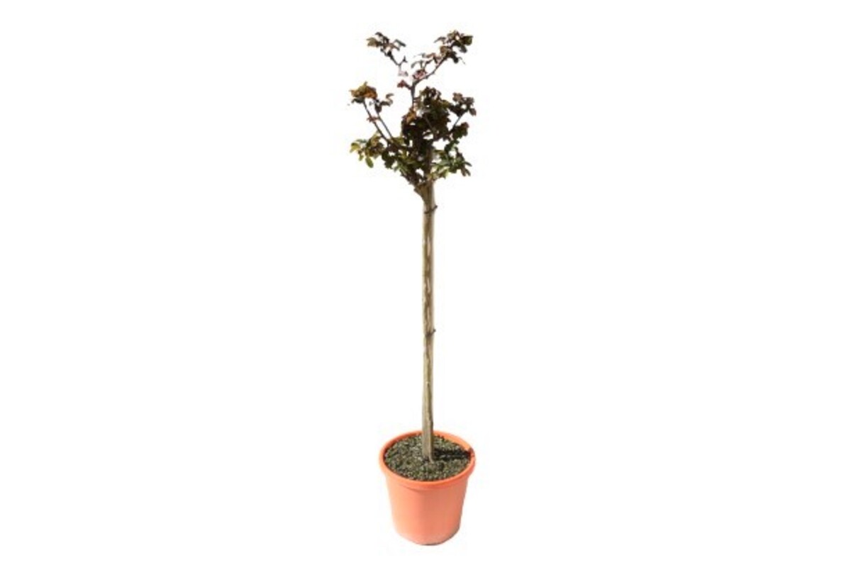Rose Standard 3ft - Tequila Sunrise 250mm Pot (VN)