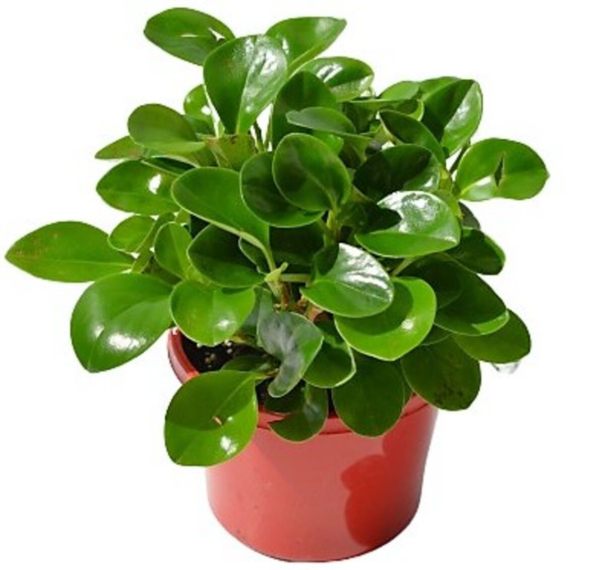 Peperomia - Baby Rubber Plant 150mm Pot (VN)