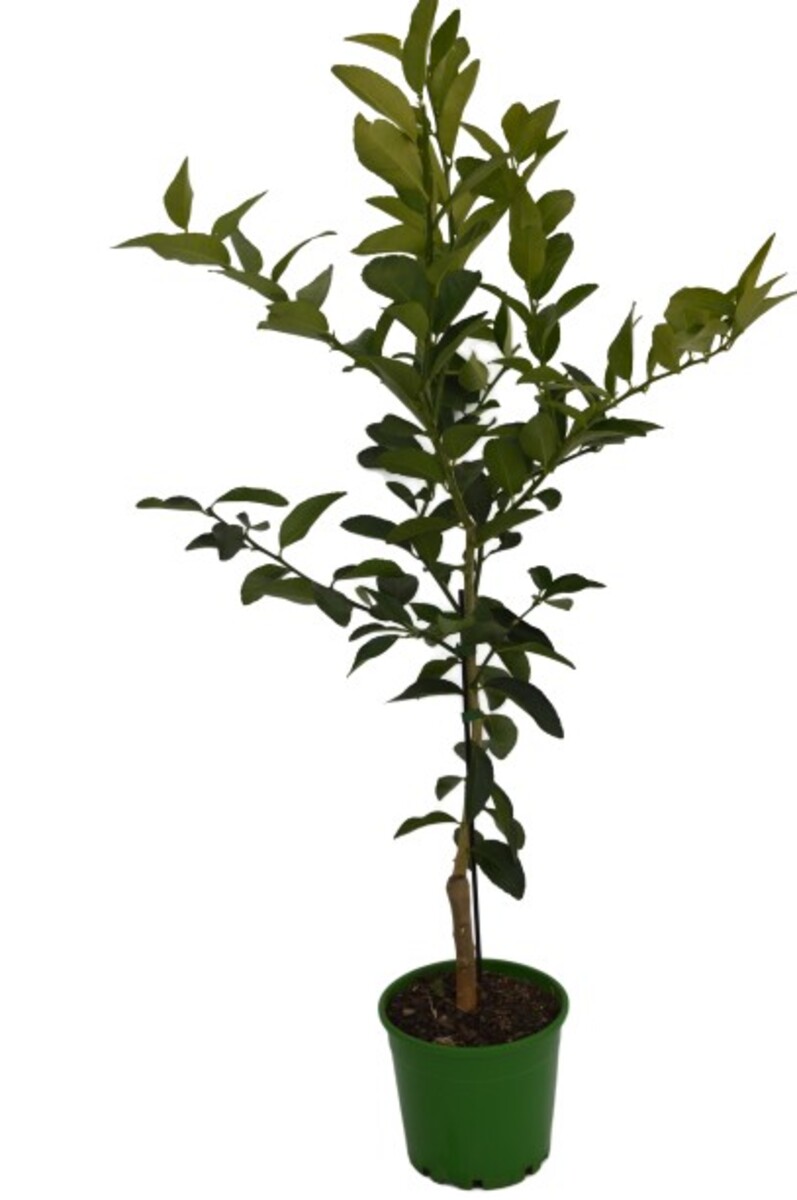 Lime - Tahitian 200mm Pot
