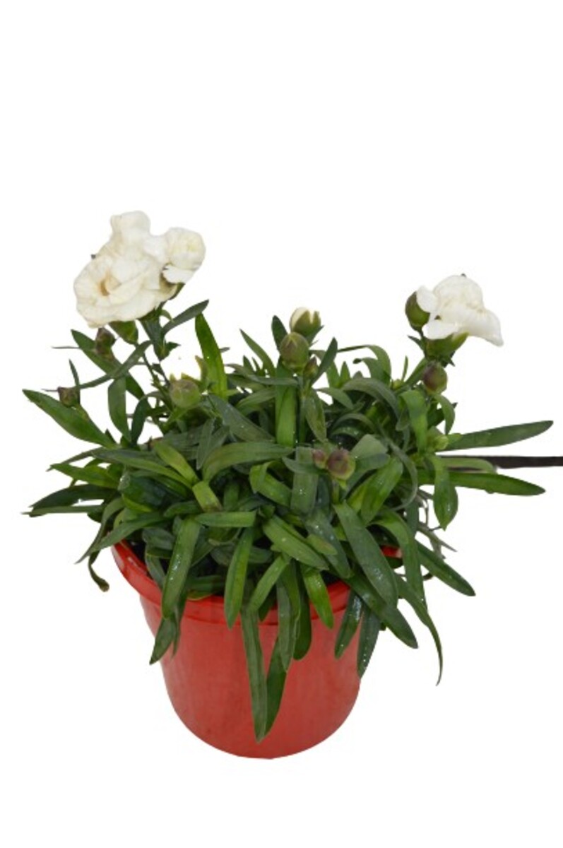 Carnation - Sunflor Cosmos 150mm Pot (VN)