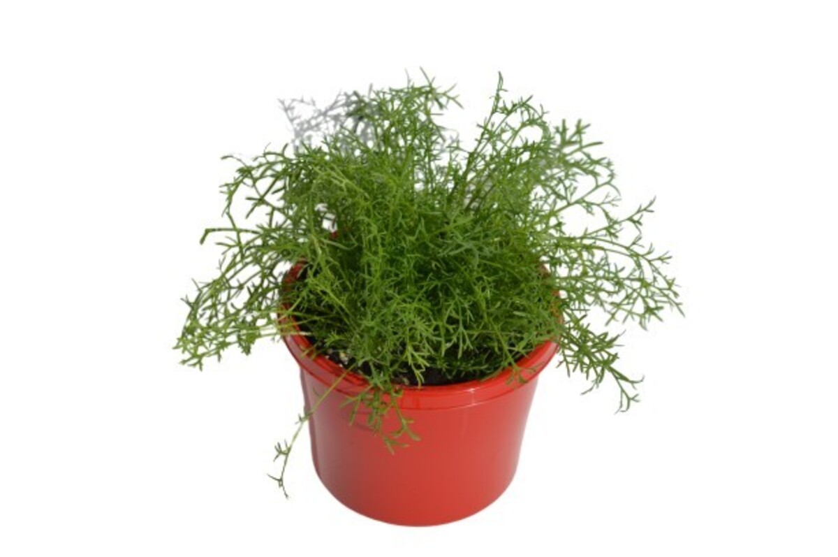 Chamomile 115mm Pot (VN)