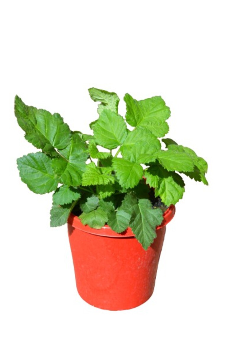 Rubus - Loganberry 150mm Pot* (VN)