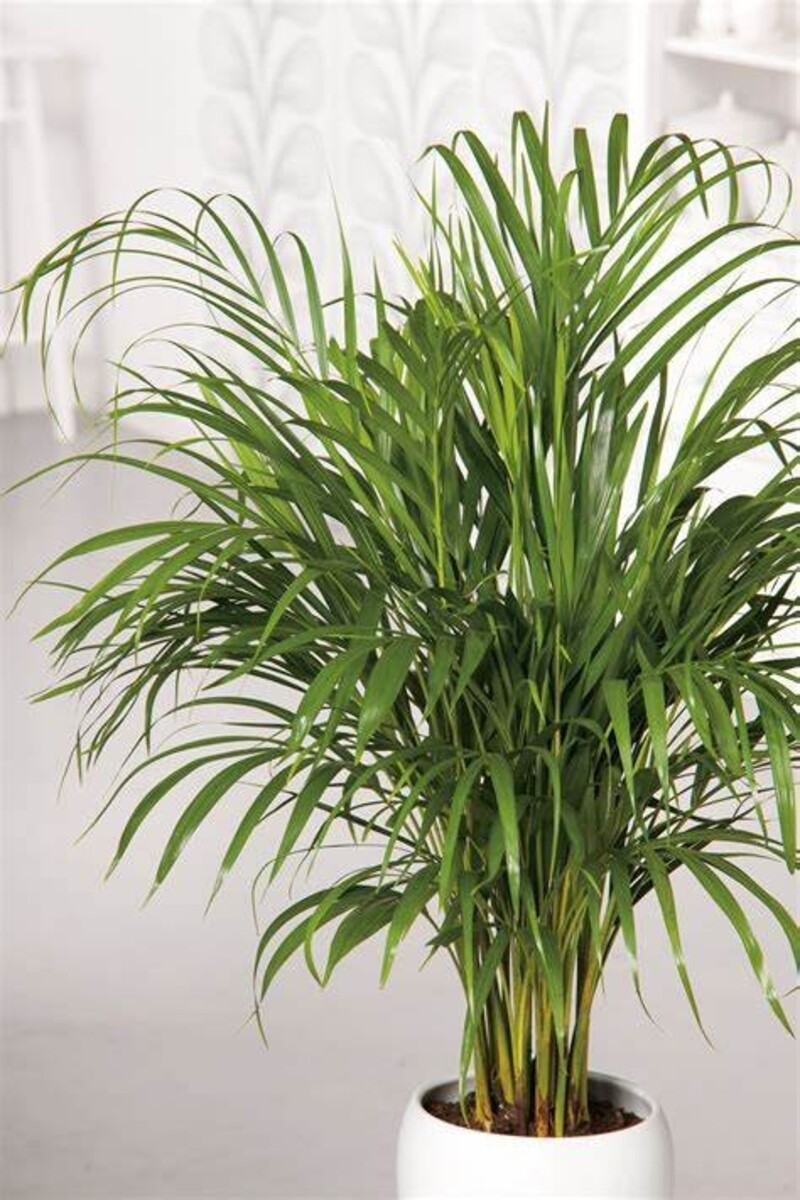 Golden Cane Palm 200mm Pot