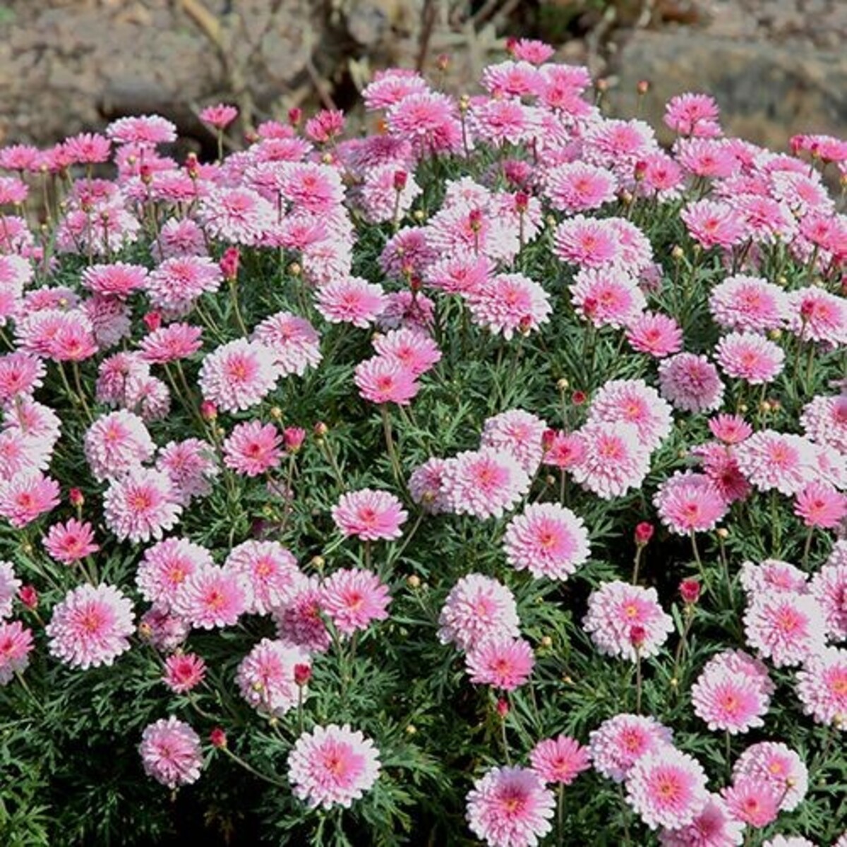 Argyranthemum - Sunday Best 150mm Pot (VN)