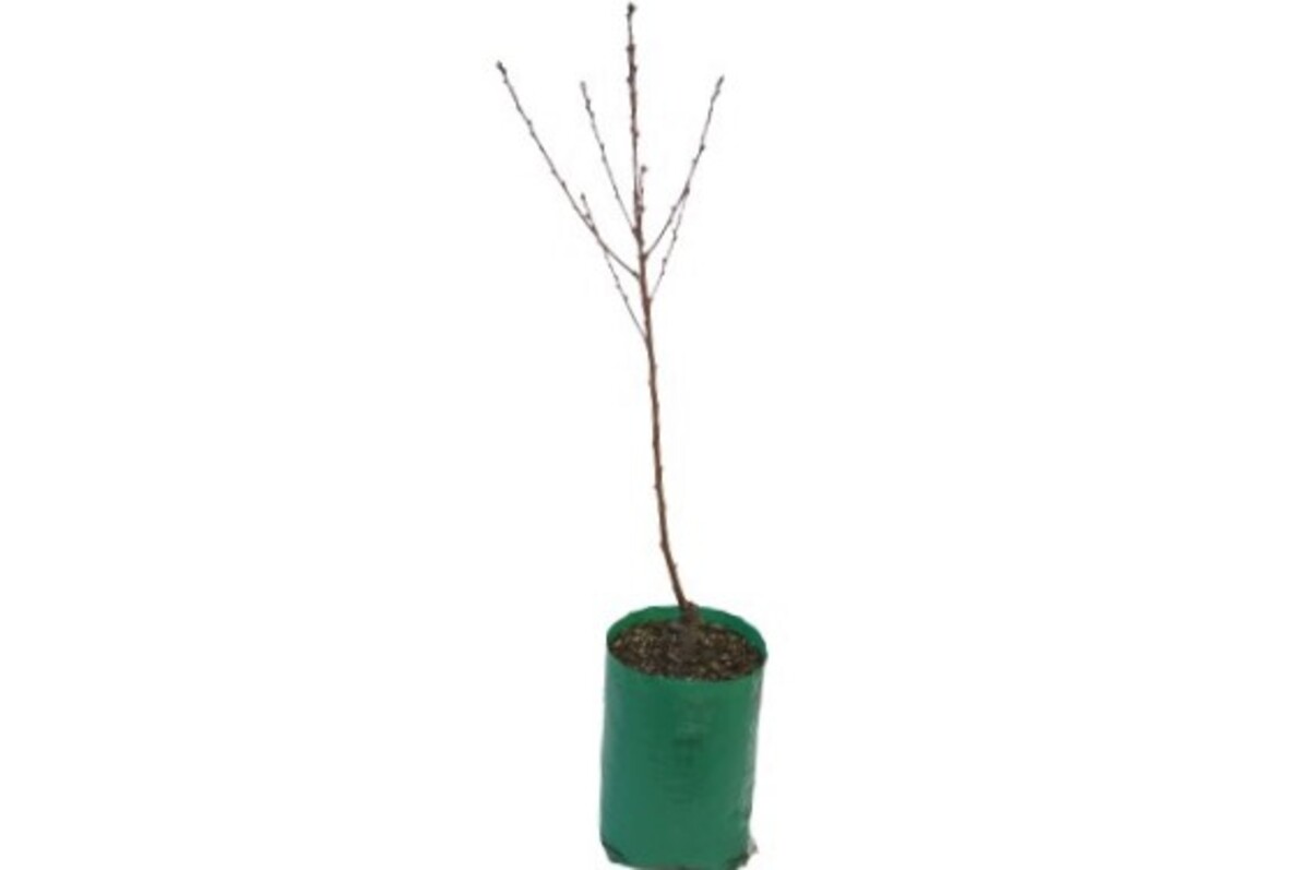 Nectarine - Peacharine - 230mm Bagged