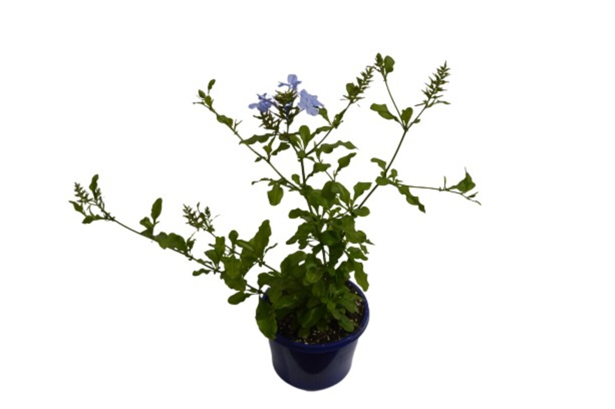 Plumbago - Royal Cape 150mm Pot (VN)