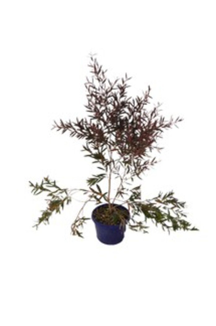 Leptospermum - Starry Night 150mm Pot (VN)