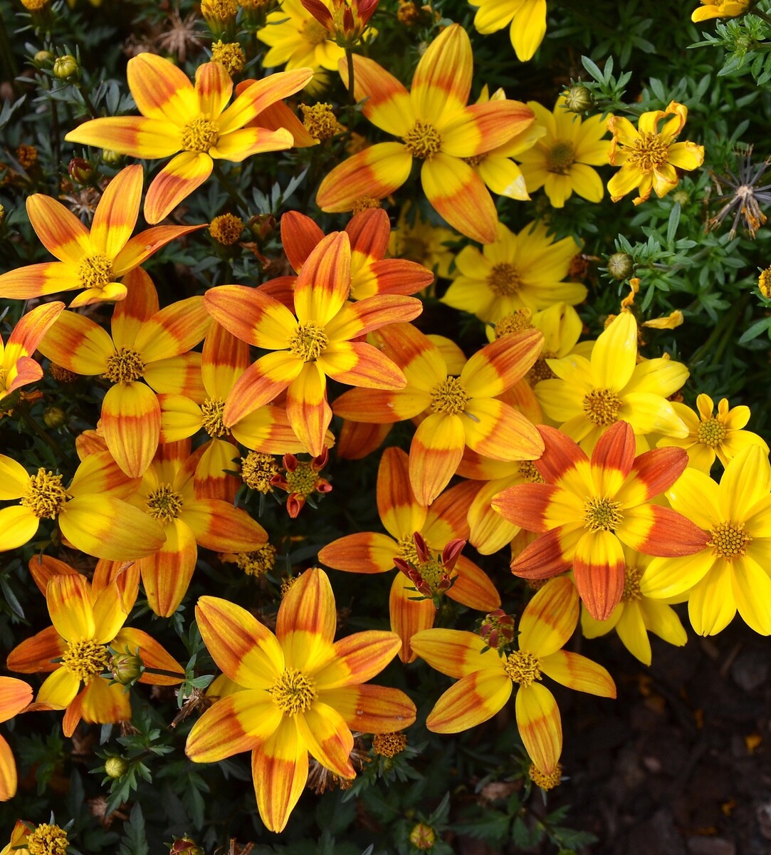 Bidens - Bee Alive 150mm Pot (VN)