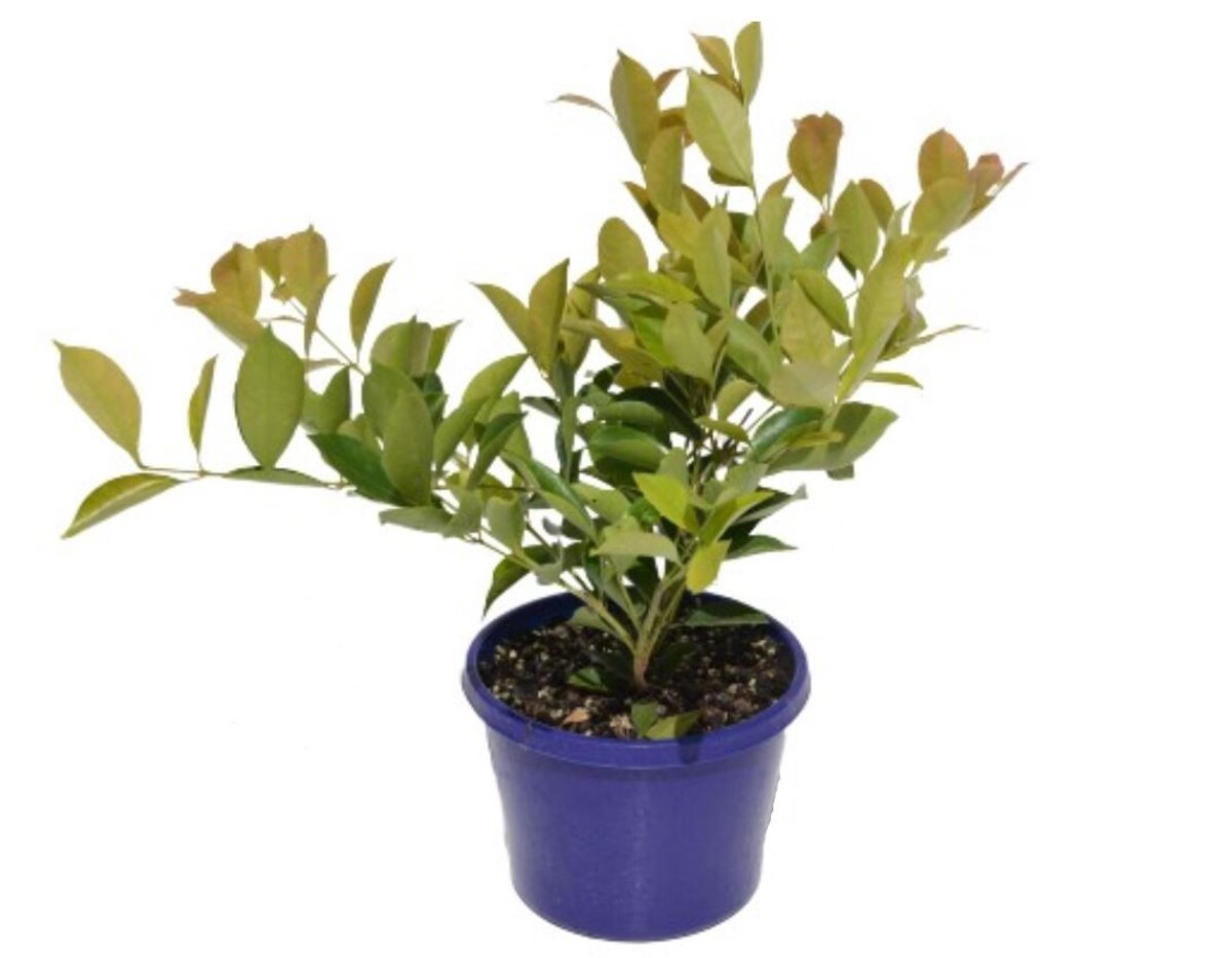 Acmena - Firescreen 150mm Pot (VN)