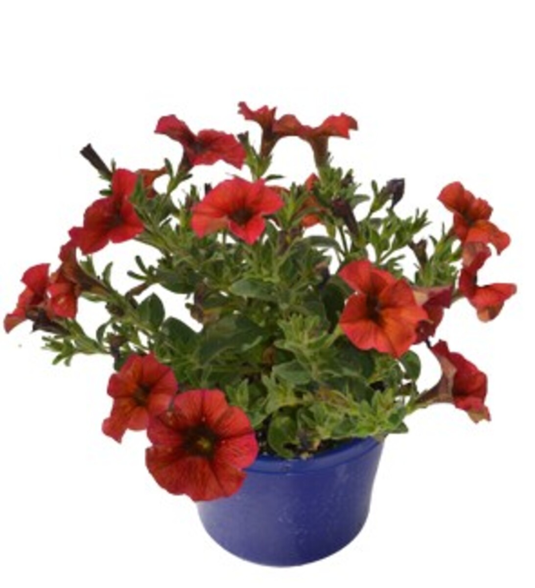 Petchoa SuperCal Premium - Cinnamon 150mm Pot (VN)