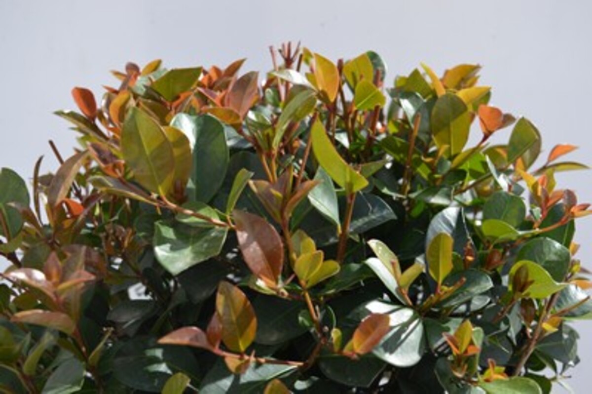 Syzygium - Big Red Standard 300mm Pot