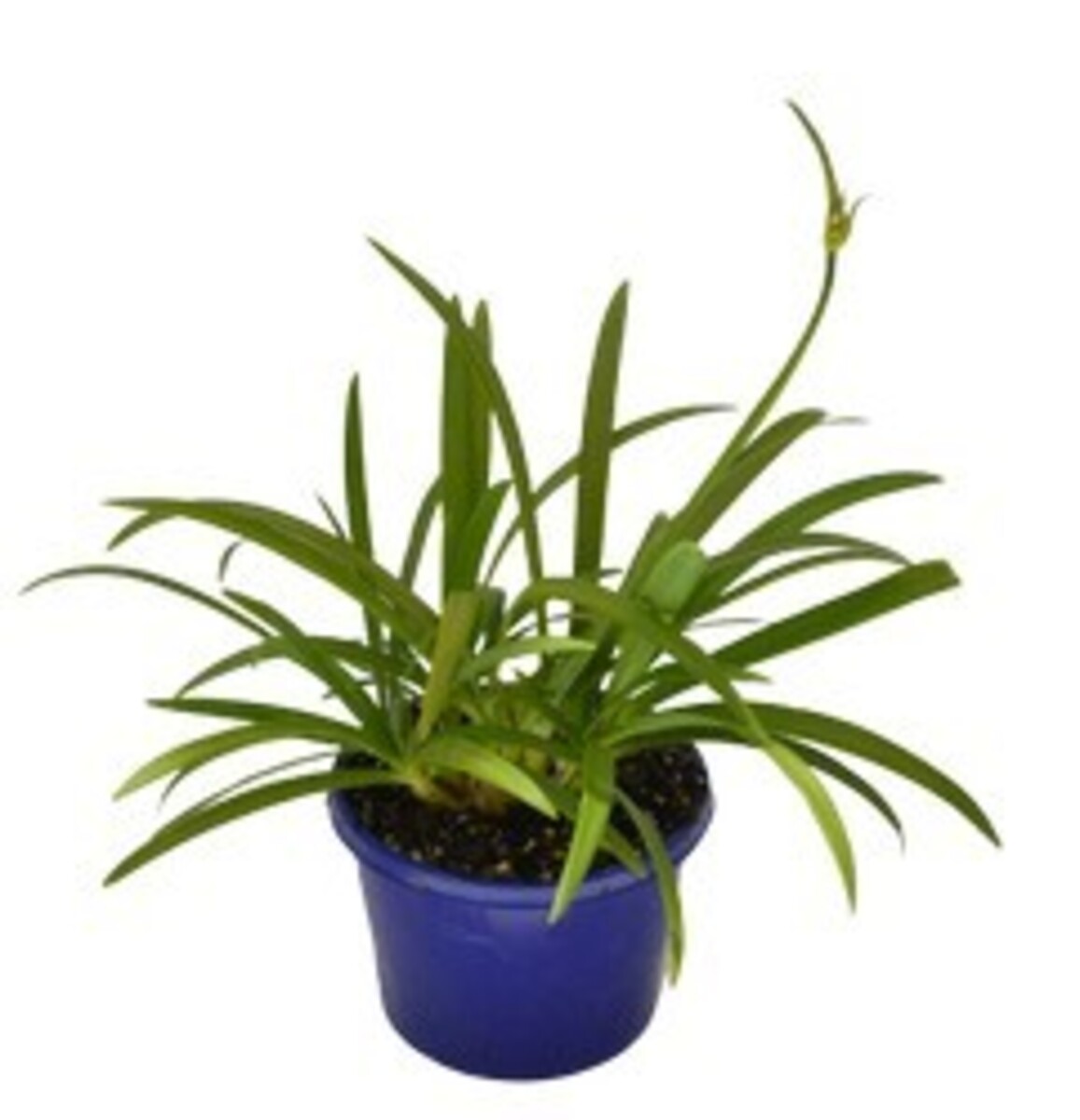 Agapanthus Silver Baby 140mm