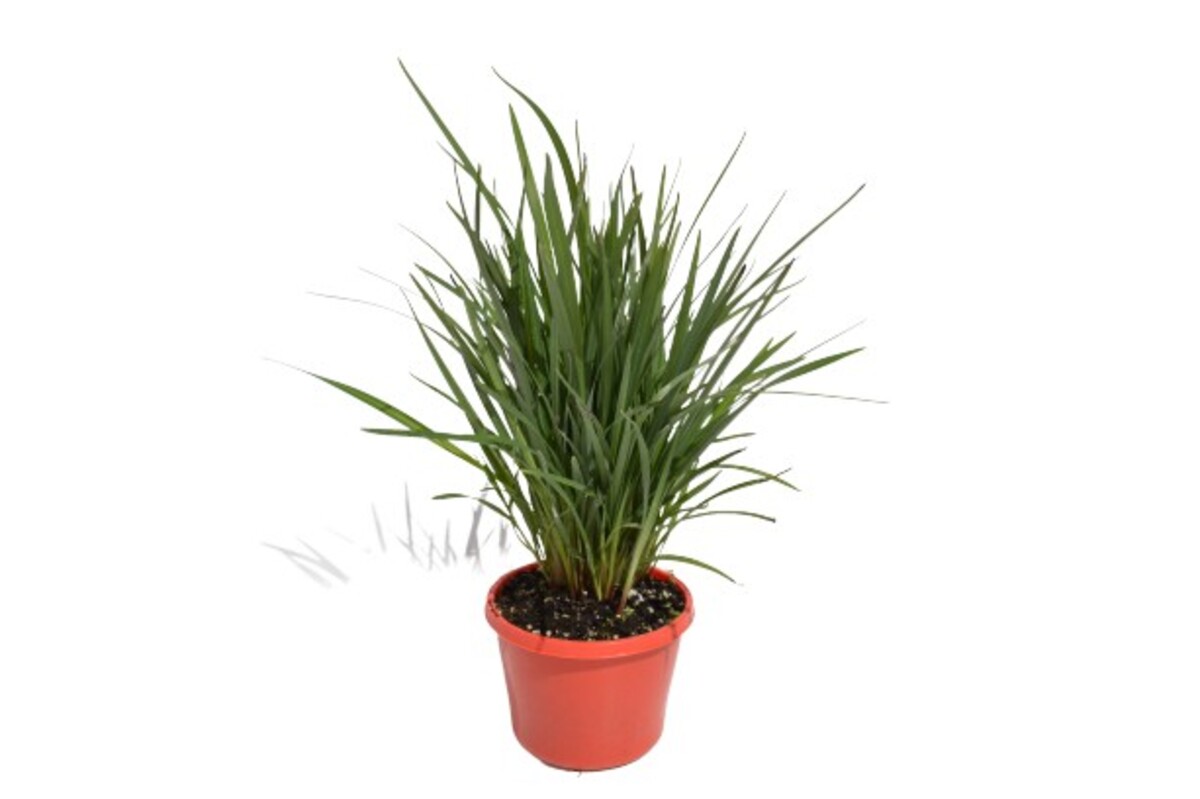 Dianella - Streetscape 150mm Pot (VN)