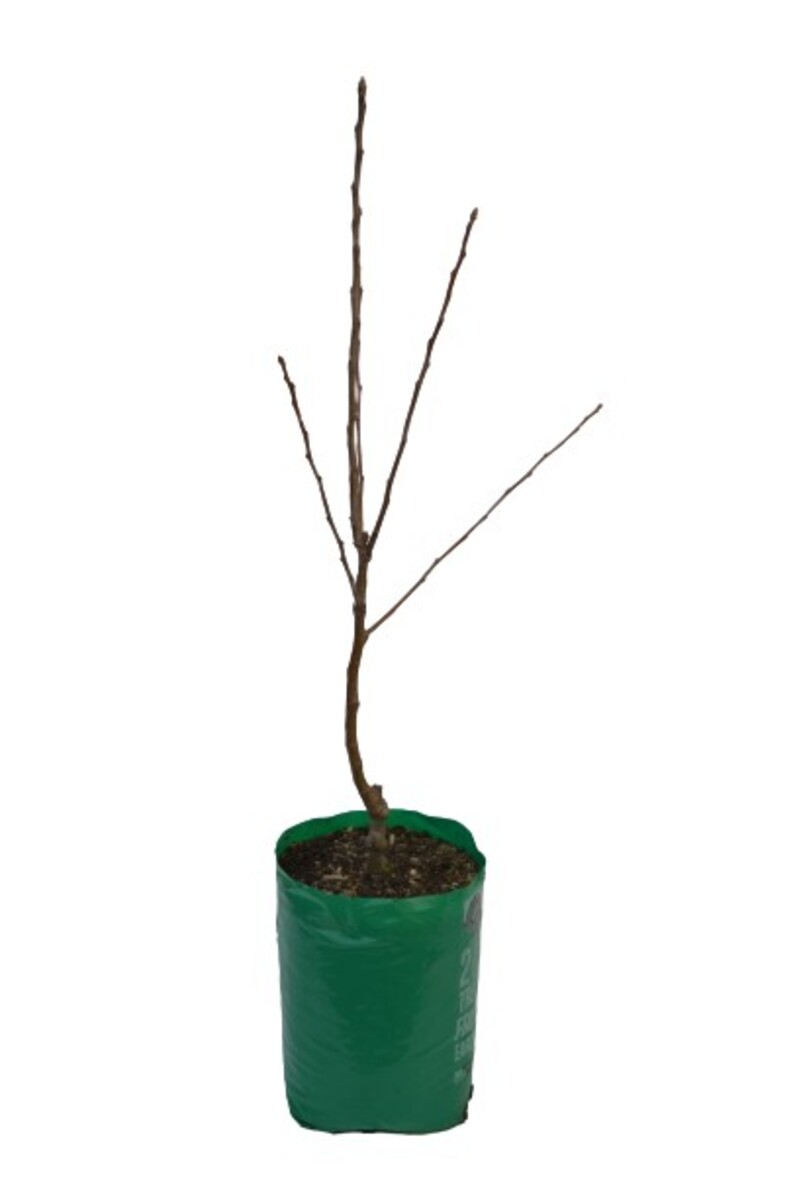 Plum - Mariposa - 230mm Bagged