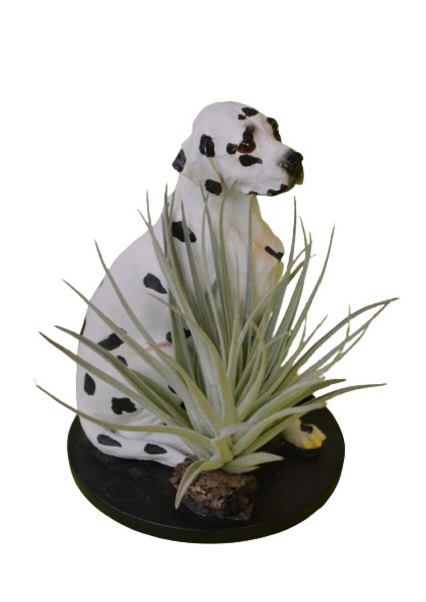 Tillandsia - Living Air Plants - Size E