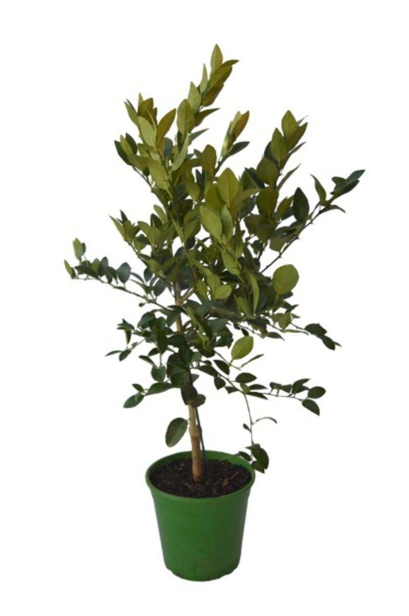 Lime - Kaffir Dwarf 250mm Pot