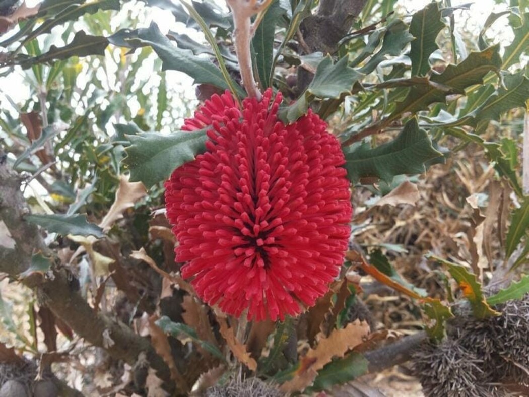 Banksia - Red Lantern 140mm Pot