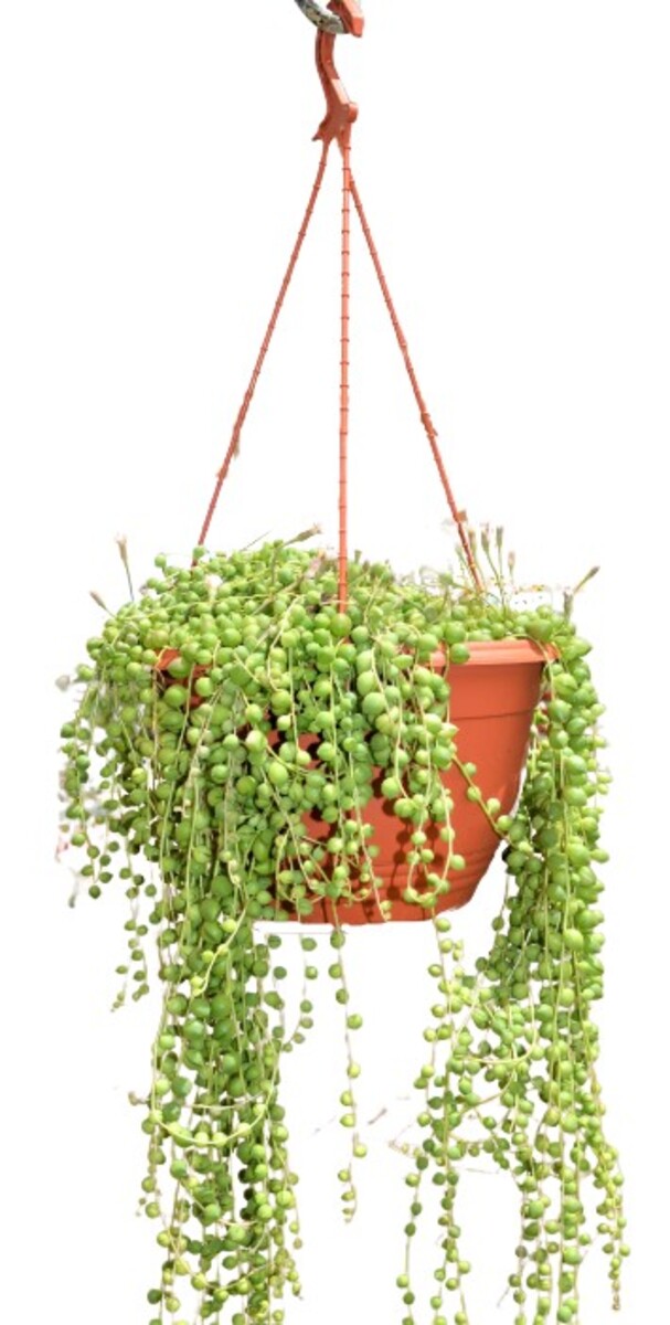 Senecio - String of Pearls 270mm Hanging Basket (VN)