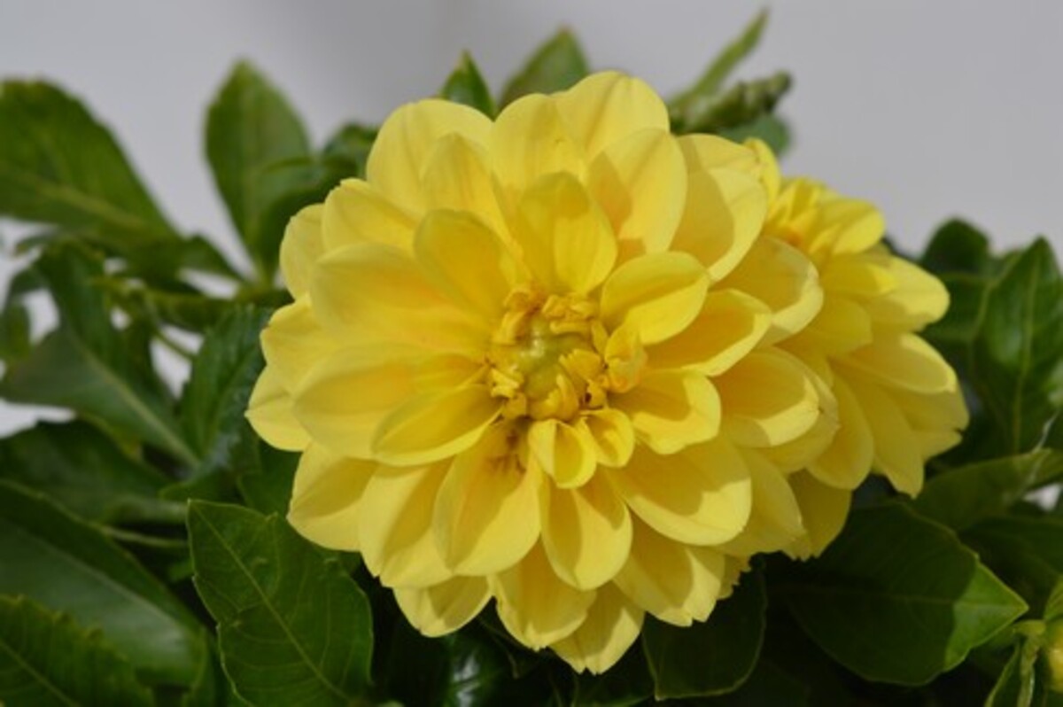Dahlia - Dalina Maxi Sonora 150mm Pot (VN)