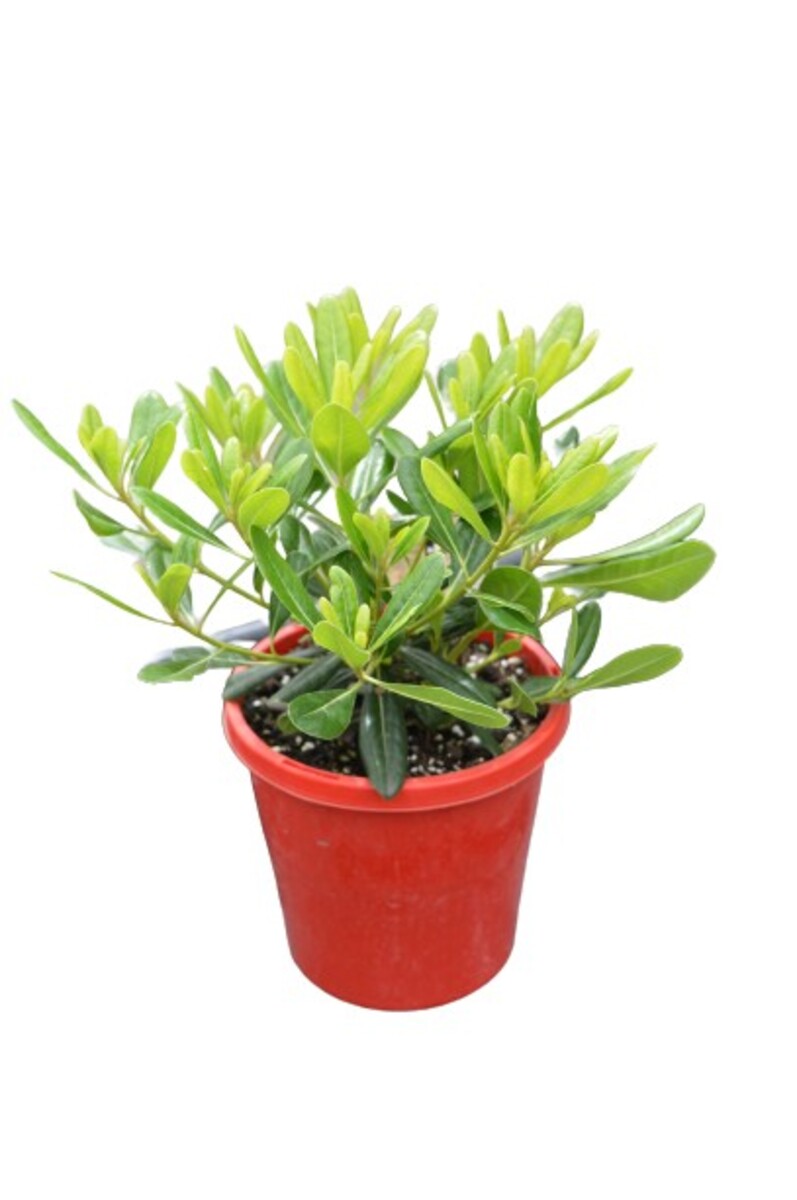 Pittosporum - Miss Muffet 150mm Pot (VN)