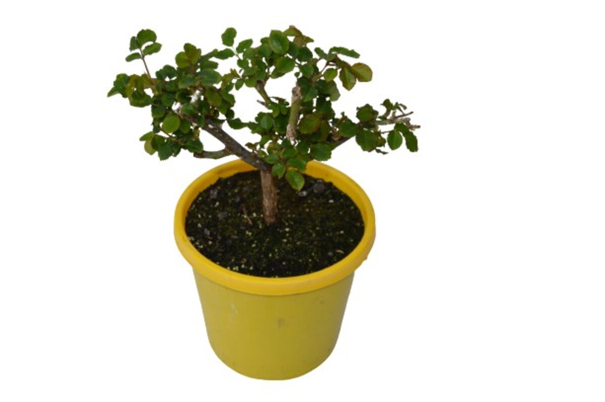 Rose 2ft Patio - Peace 250mm Pot (VN)