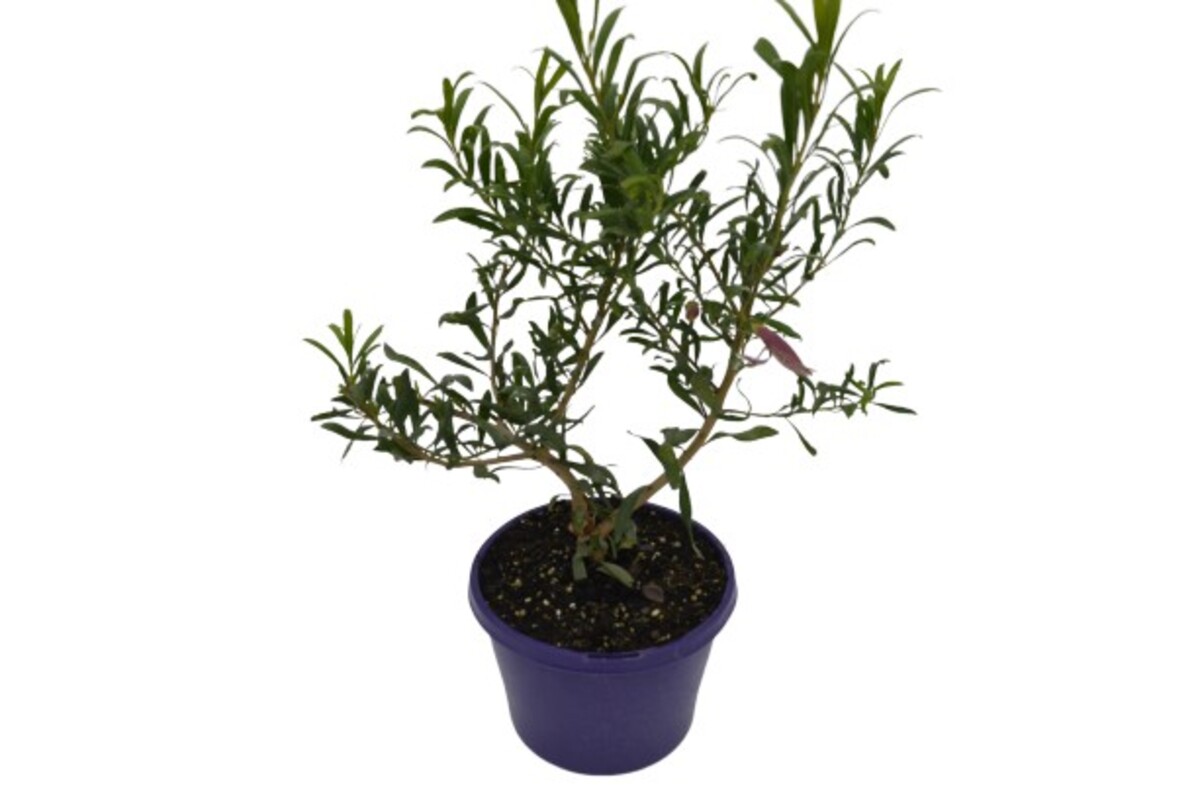 Eremophila maculata Purple - Emu Bush 150mm Pot (VN)