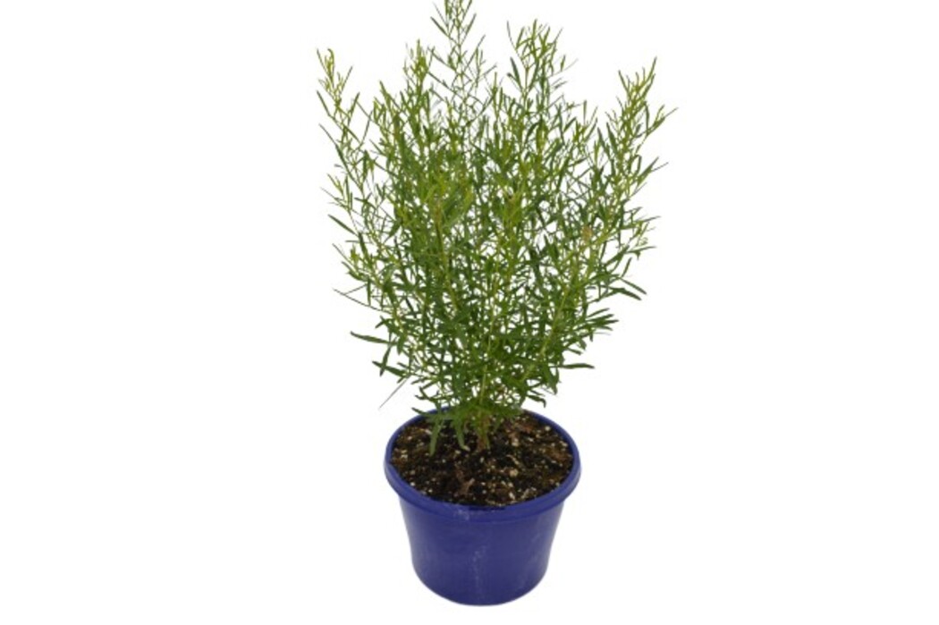 Boronia - Blue Waves 150mm Pot (VN)