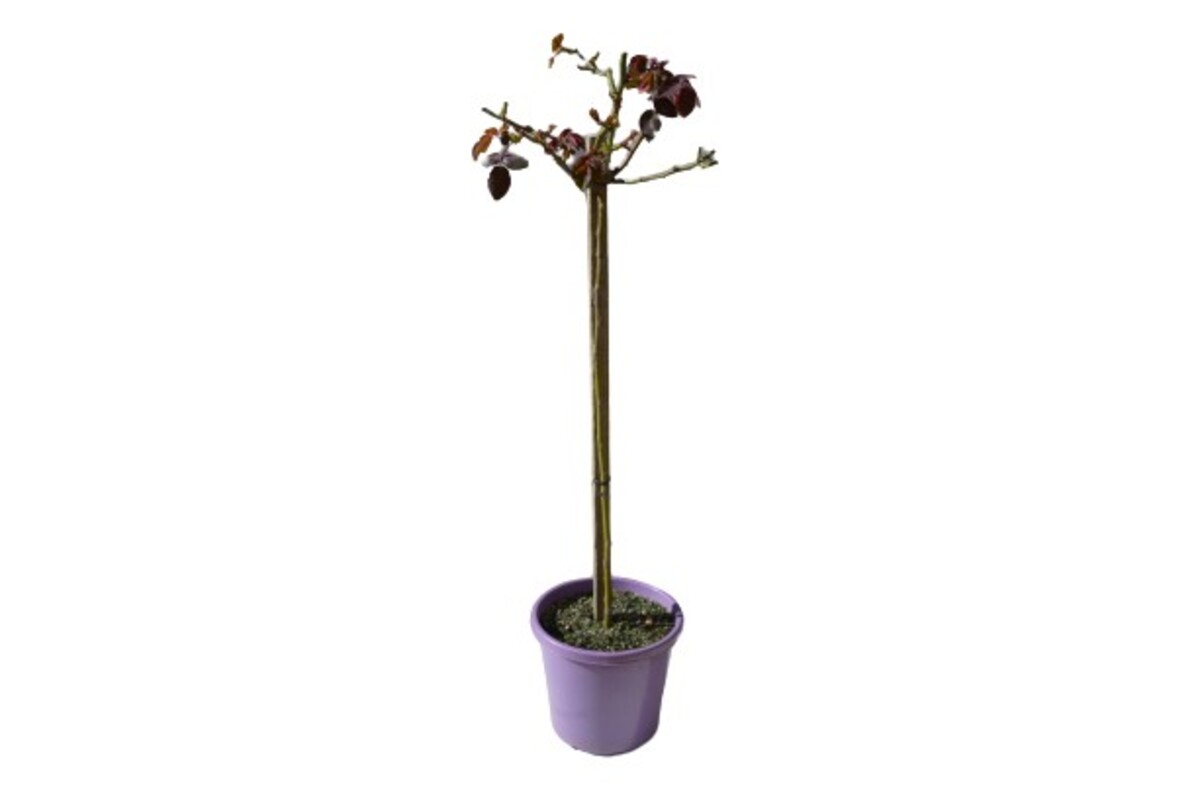 Rose 3ft Standard - Angel Face 250mm Pot (VN)