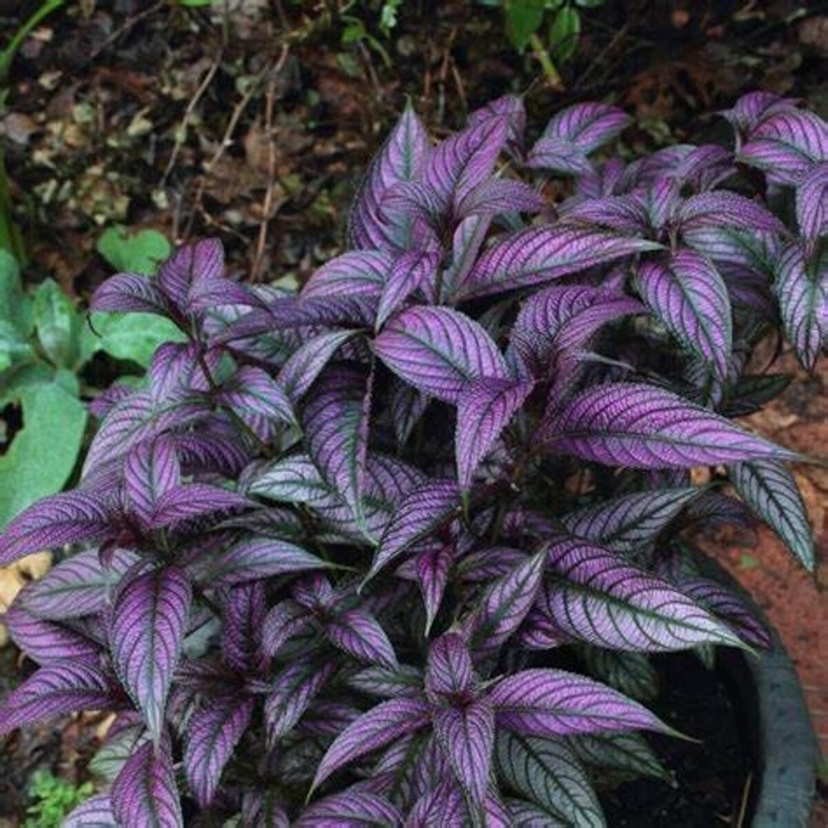 Persian Shield Strobilanthes 150mm Pot (VN)