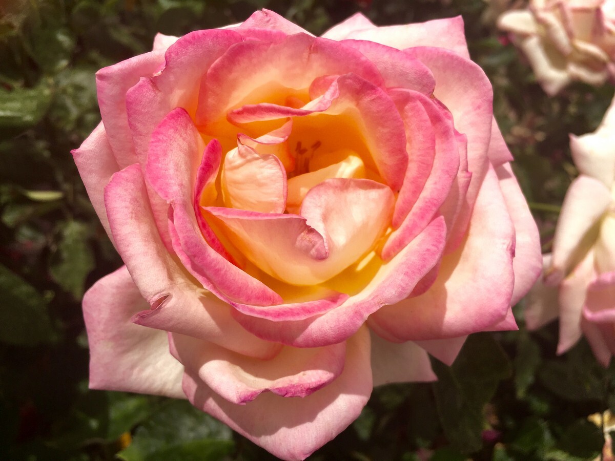Rose 2ft Patio - Princess de Monaco 250mm Pot (VN)