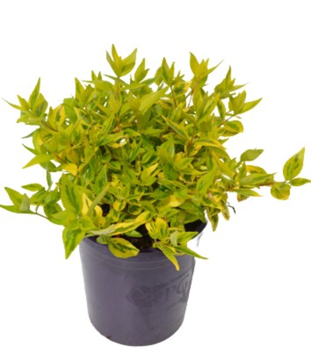 Abelia - Kaleidoscope 140mm Pot