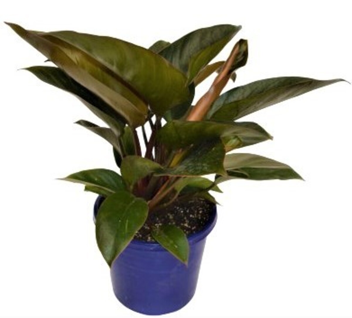Philodendron - Rojo Congo 200mm Pot (VN)
