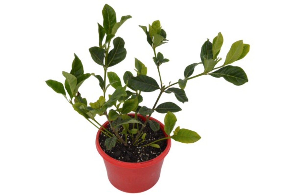 Gardenia augusta - Florida 150mm Pot (VN)