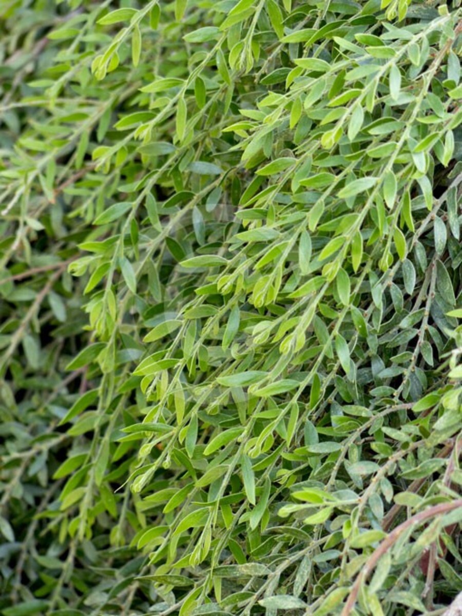 Acacia - Sticky Wattle 150mm Pot (VN)