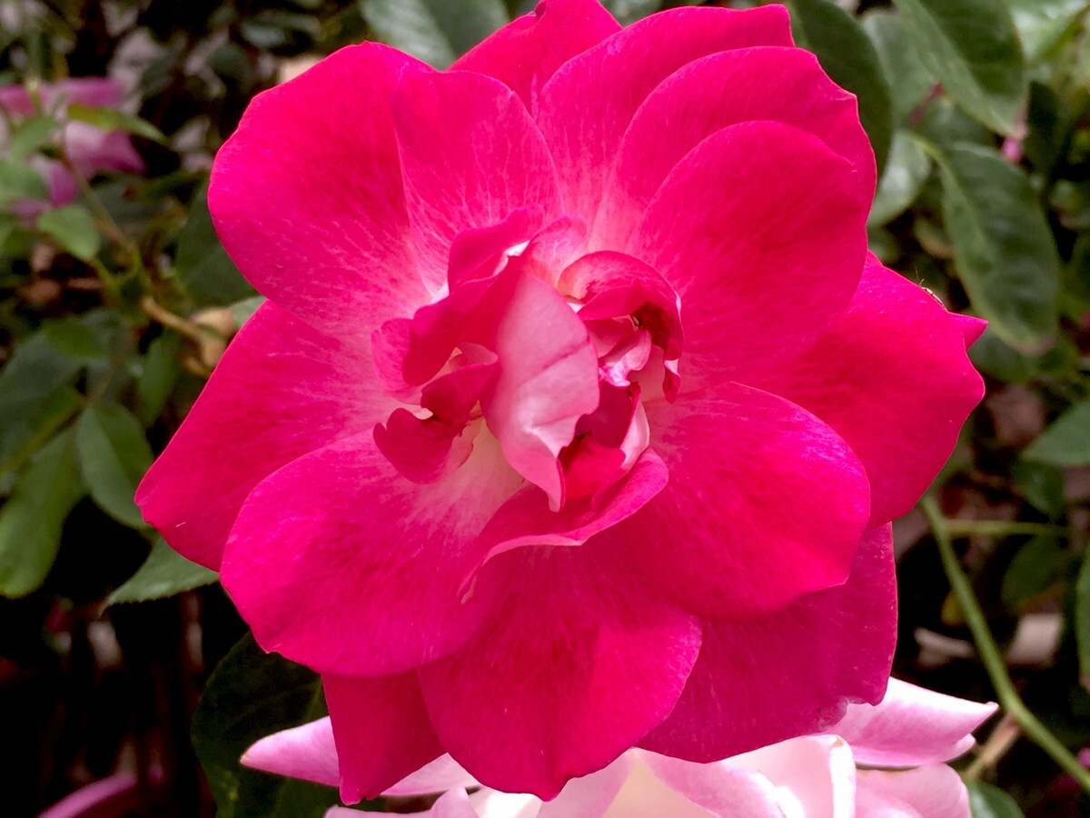 Rose 2ft Patio - Brilliant Pink Iceberg 250mm Pot (VN)