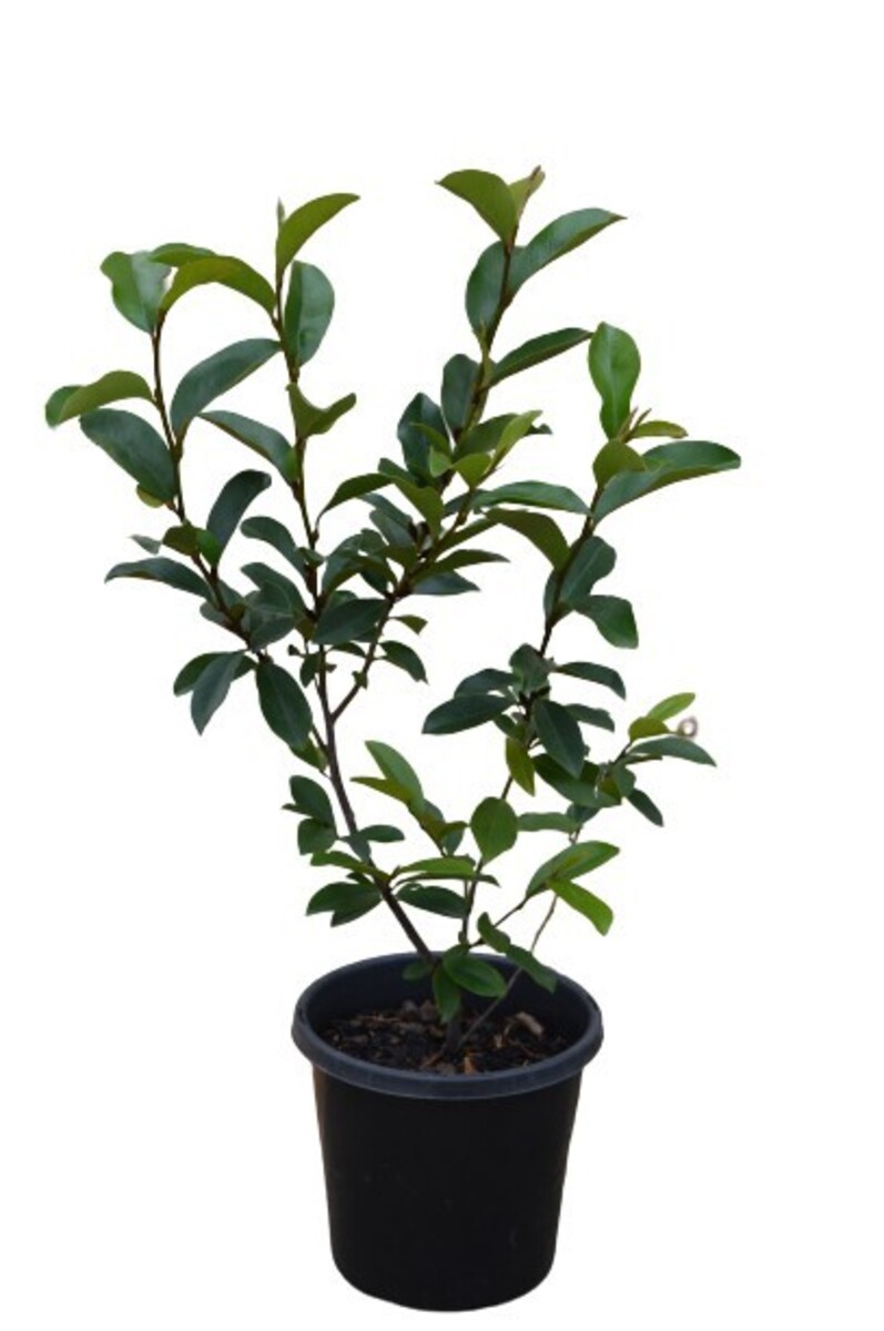 Magnolia - Port Wine 150mm Pot (VN)