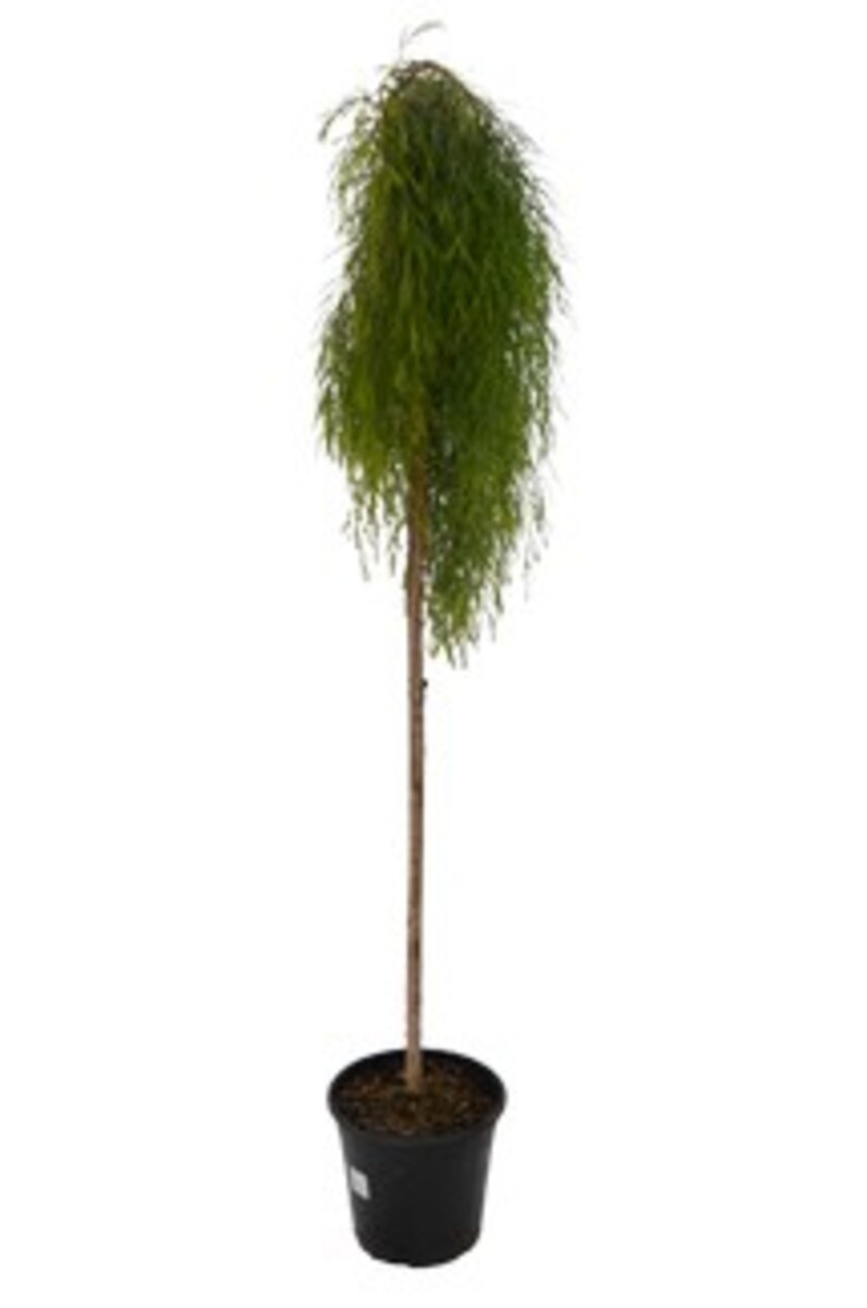 Acacia - Waterfall Standard 250mm Pot