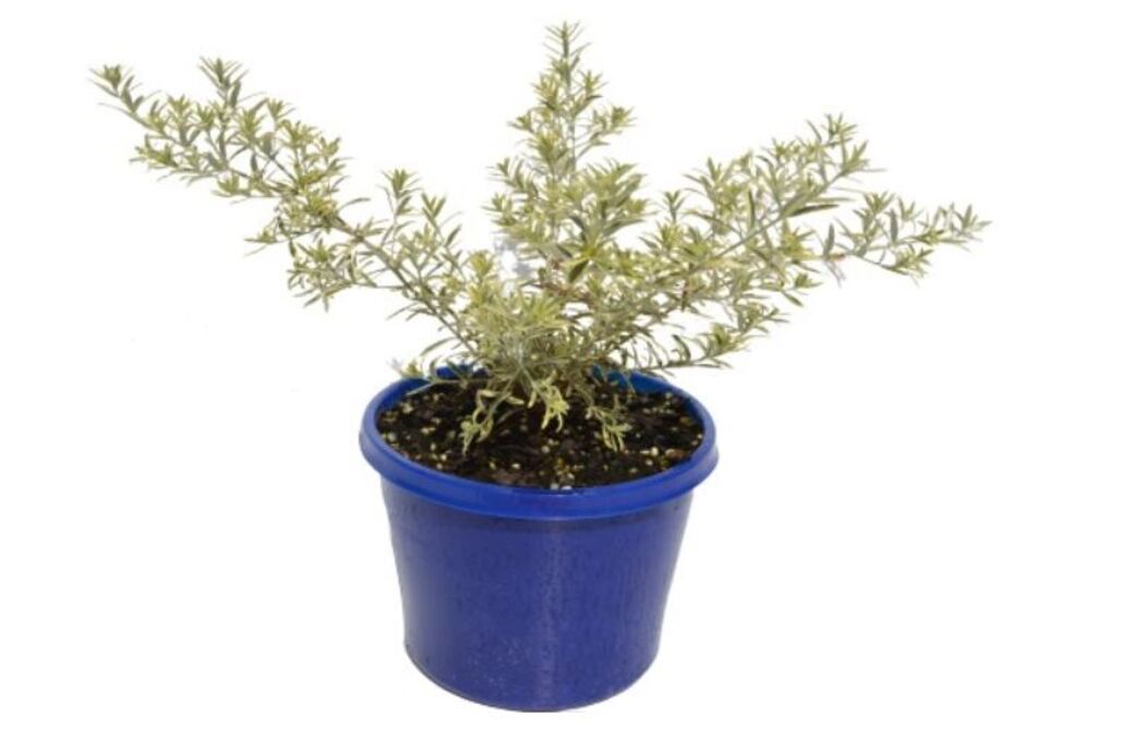 Westringia Lilac and Lace - Coastal Rosemary 150mm Pot (VN)