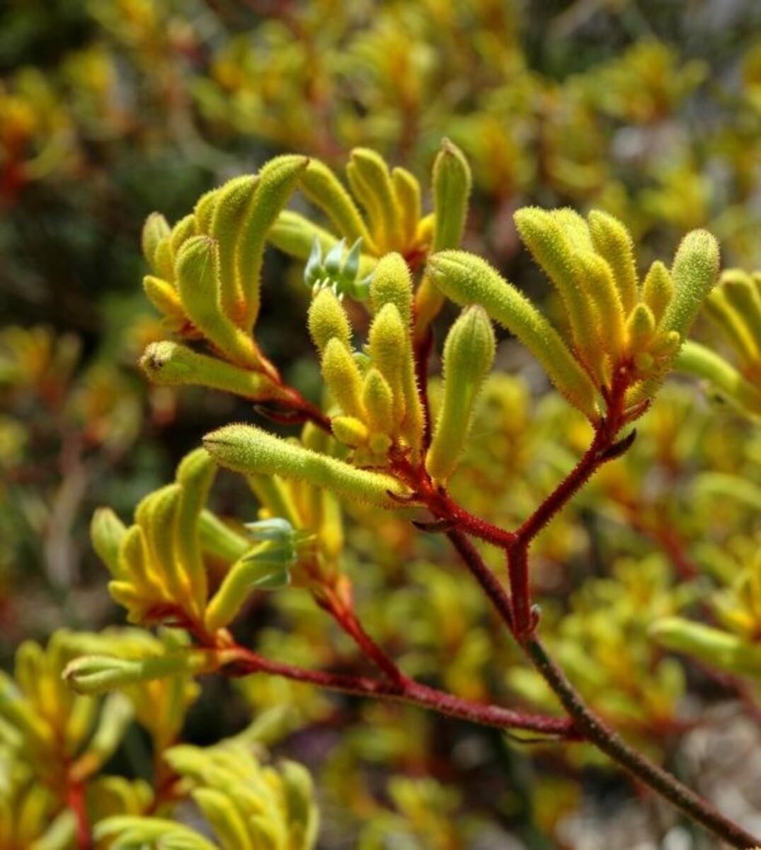 Anigozanthos Landscape Gold - Kangaroo Paw 200mm Pot (VN)