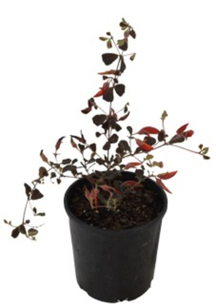 Gastrolobium - Brown Butterfly 140mm Pot