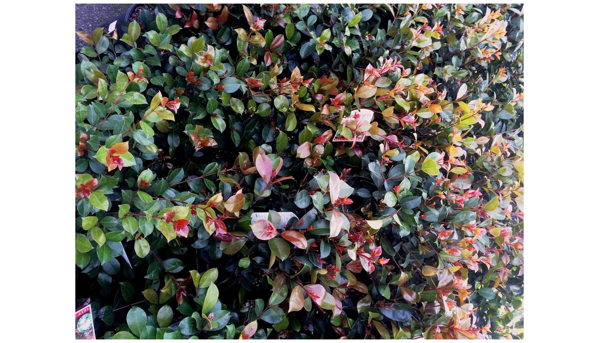 Syzygium - Big Red Standard 300mm Pot