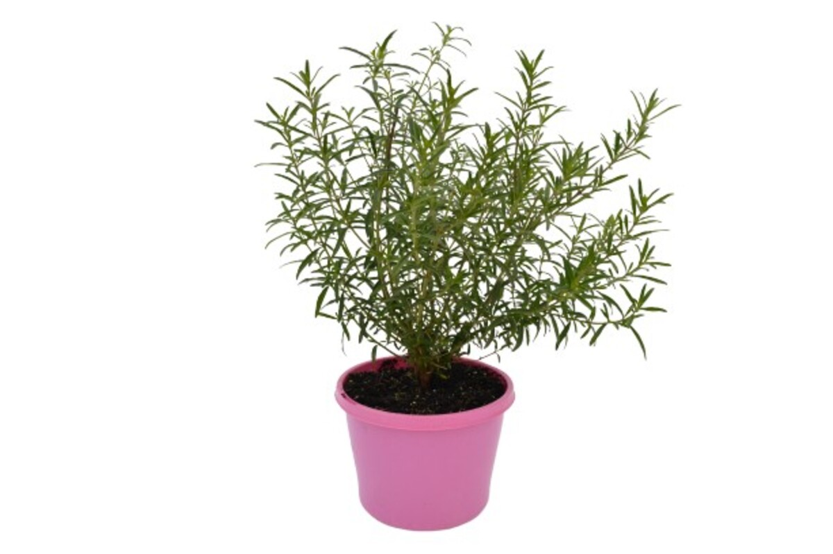 Prostanthera - Poorinda Ballerina 150mm Pot (VN)